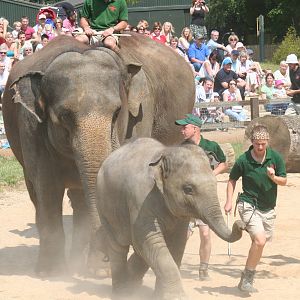 Asian elephant show