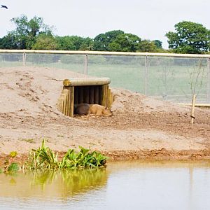 Capybara in unfinished South American Walkthrough