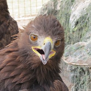 Golden Eagle (dezfule zoo)