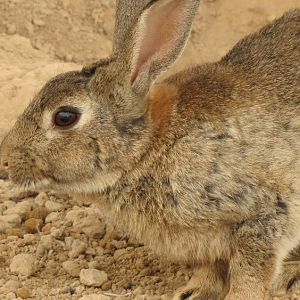 Rabbit(dezfule zoo)