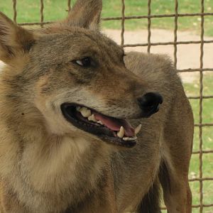 arabic wolf (dezfule zoo)