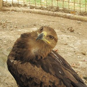 Golden Eagle (dezfule zoo)