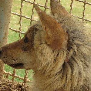 arabic wolf (dezfule zoo)
