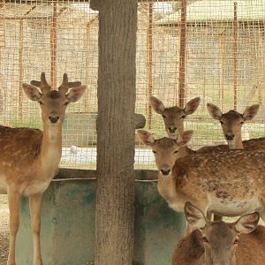 fallow deer (dezfule zoo)