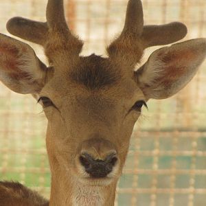 chital deer (dezfule zoo)