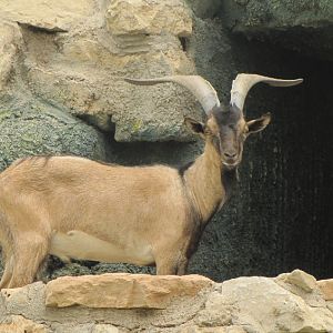 persian bezoar ibex (dezfule zoo)