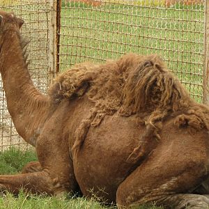Camel Arabic (dezfule zoo)