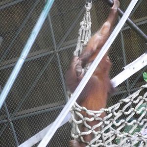 Sumatran Orangutan