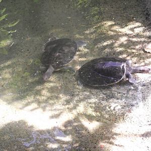Malaysian Painted Turtle