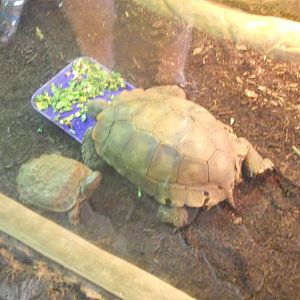Burmese Mountain Tortoise