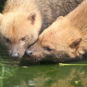 Bush dogs drinking