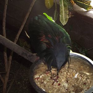 Nicobar Pigeon