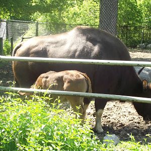 Gaur Flower and Willow