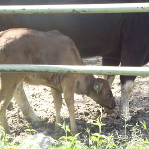 Gaur Flower and Willow