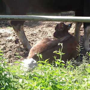 Gaur Flower and Willow