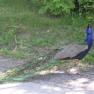 Indian Peafowl
