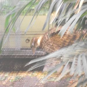 Temminick's Tragopan