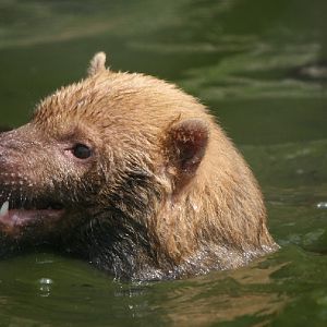 Bush dog swimming #1