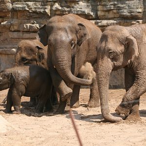 Asian elephant herd