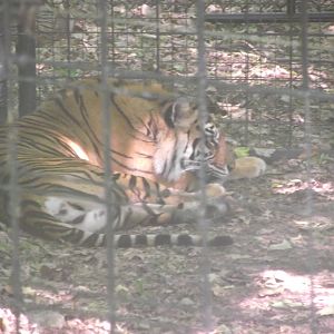 Sumatran Tiger