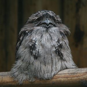 Tawny Frogmouth