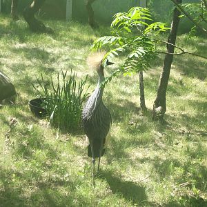 Grey Necked Crowned Crane