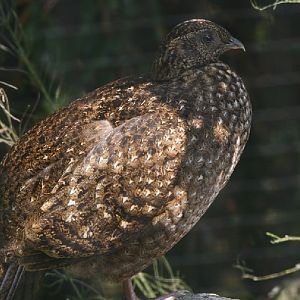 Female Temminick's Tragopan #1
