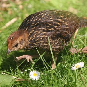 Temminick's Tragopan Chick #1