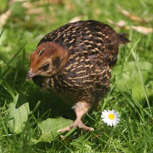 Temminick's Tragopan Chick #2