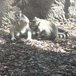 Ring Tailed Lemur