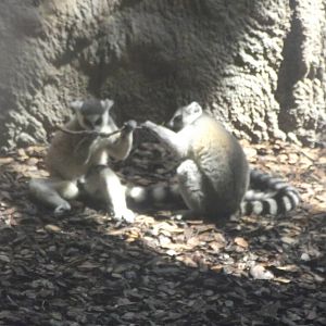 Ring Tailed Lemur