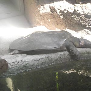 Nile Softshell Turtle