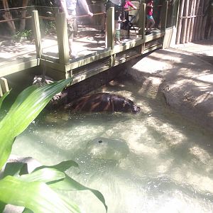 Pygmy Hippopotamus