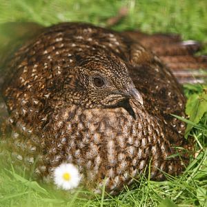 Female Temminick's Tragopan #2