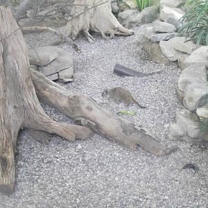 Slender Tailed Meerkat