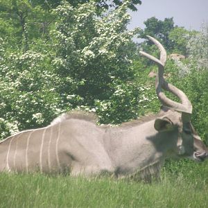 Greater Kudu Male