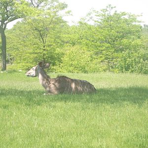 Greater Kudu Female