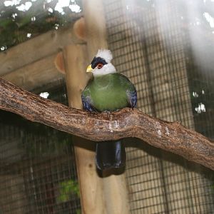 White-crested turaco