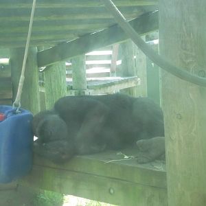 Western Lowland Gorila