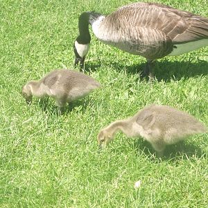 Canadian Goslings