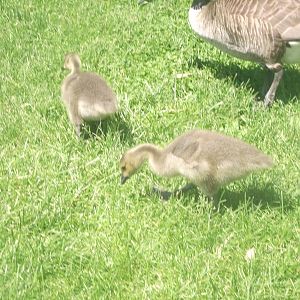 Canadian Goslings