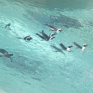 African Penguins