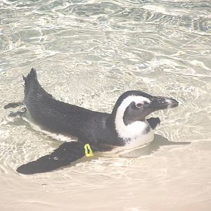 African Penguin