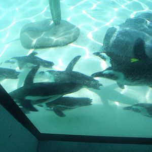 African Penguins Underwater
