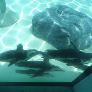 African Penguins Underwater