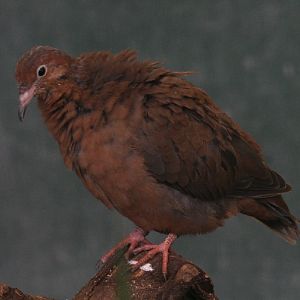 Young socorro dove