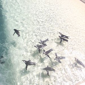 African Penguins
