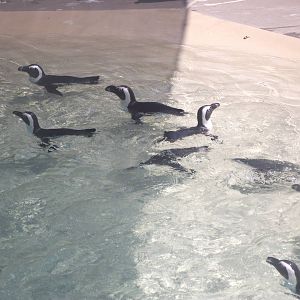 African Penguins