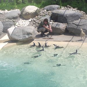 African Penguin and Egyptian Geese