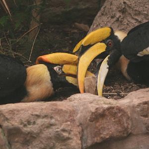 Great Indian hornbill pair #1
